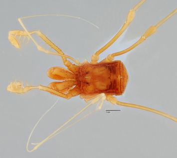 preview Epedanus monacantha Roewer, 1911